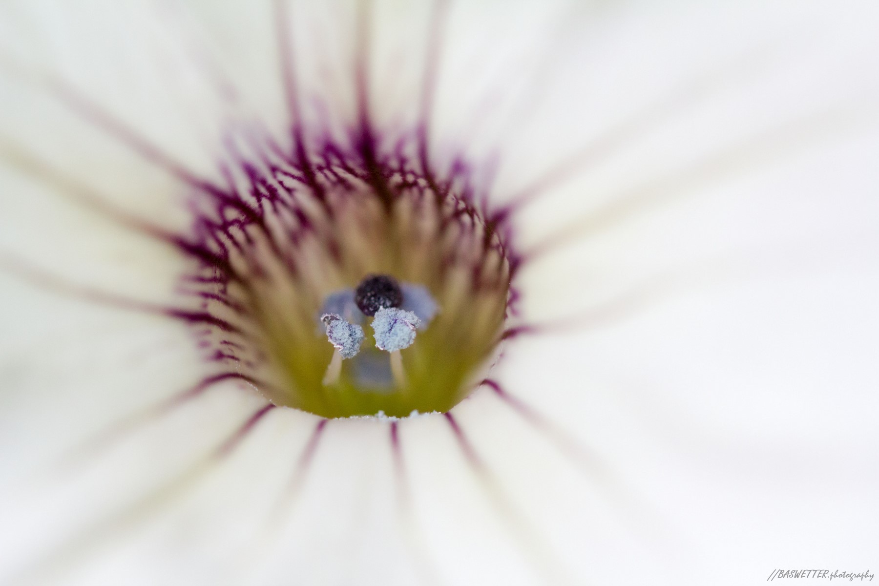 Close-up bloem hart