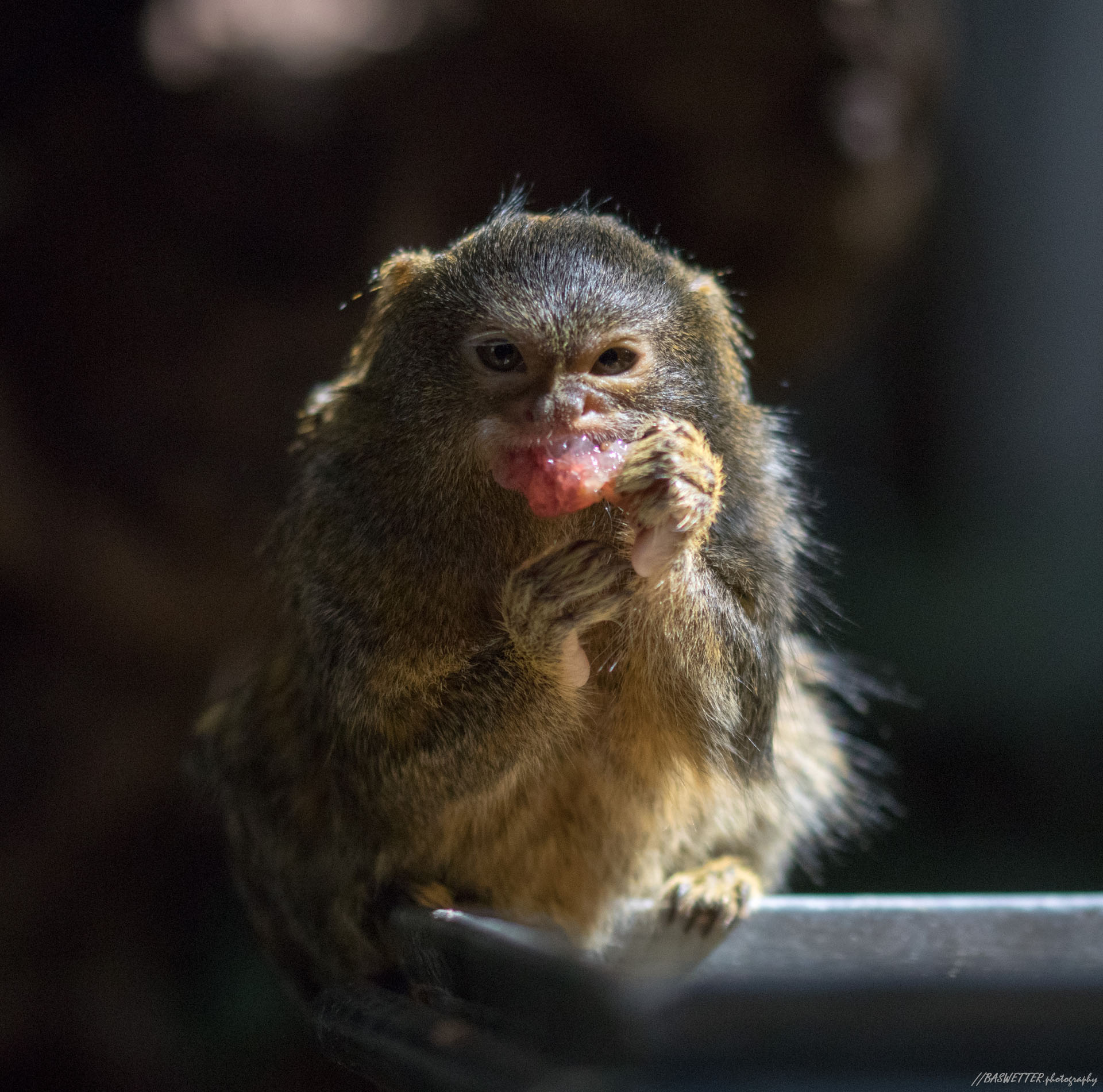 Dwergoeistiti in Artis - het kleinste aapje ter wereld